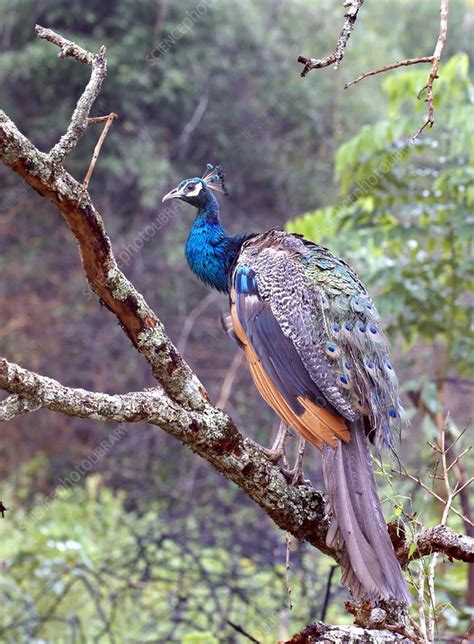 Indian peacock - Stock Image - C029/1517 - Science Photo Library