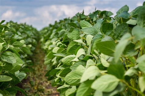 O que é adaptabilidade e estabilidade de uma cultivar de soja MAIS