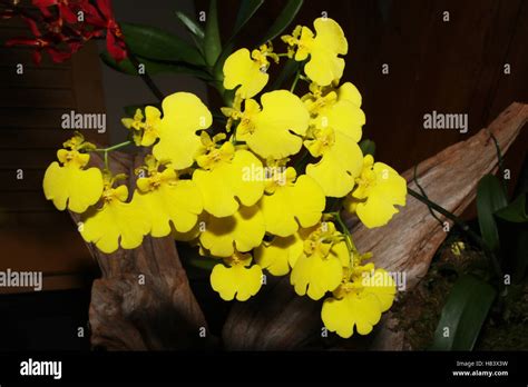 Oncidium Sweet Sugar. Lemon Drop. Orchid flower show. By the Miami ...