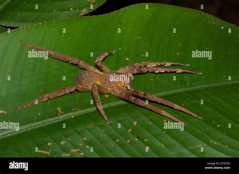 Amazon rainforest spider hi-res stock photography and images - Alamy