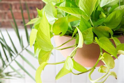 Neon Pothos Indoor Plant Care And Growing Guide