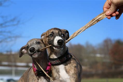 How to Take Care of a Greyhound Puppy - PetsNotebook