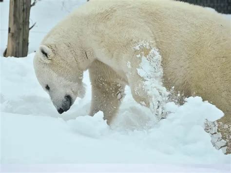 Do Polar Bears Eat Seals? - Why Do Polar Bears Eat Seals? • Polar Bear ...