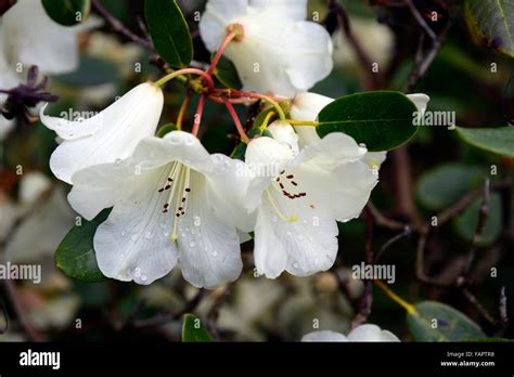 Rhododendron Penjerrick Wei E Blumen Blume Bl Te Fr Hling Baum B Ume