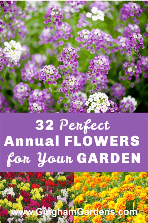 The best annual flowers – Artofit