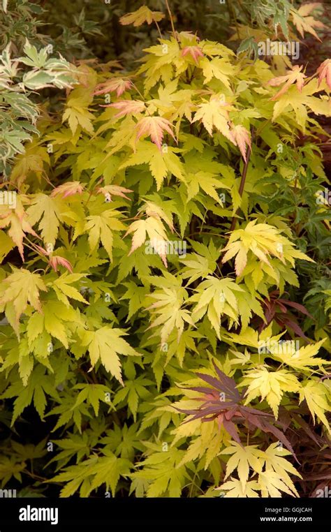 Acer Palmatum Orange Dream Miw250170 Stock Photo Alamy