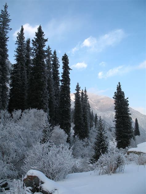 HD wallpaper: mountain forests, winter, tien-shan, ala-archa, national park | Wallpaper Flare