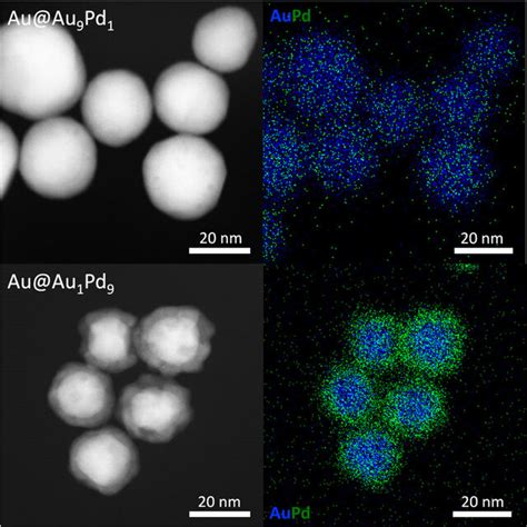 STEM HAADF Images Left And EDX Elemental Mapping Right Of Au Au NPs