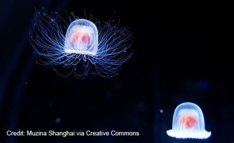 Everlasting Life The Immortal Jellyfish