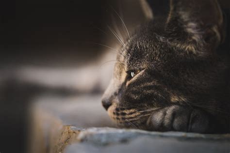 Do Cats Get Lonely Without Another Cat Clever Pet Owners