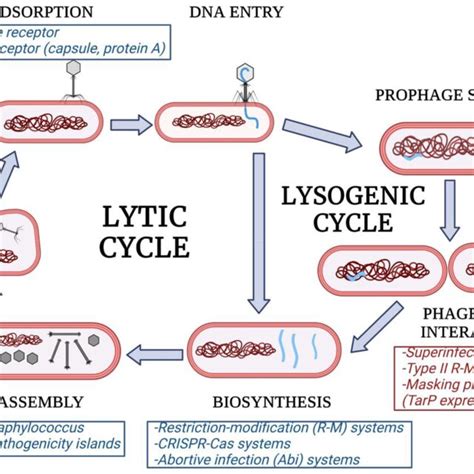 Of Phage Resistance Determinants Interfering With Different Stages Of