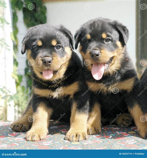 Rottweiler Puppies Stock Images - Image: 4024774