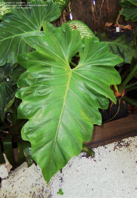 Plantfiles Pictures Philodendron Species Philodendron Subincisum By