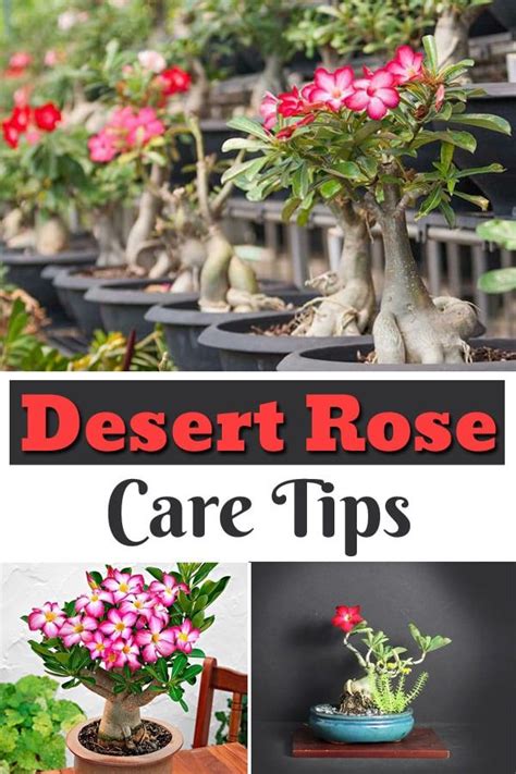 Desert Rose Adenium Obesum Plant Care Guide Artofit