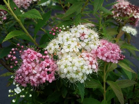 Plant Of The Week Spirea The Secret Garden