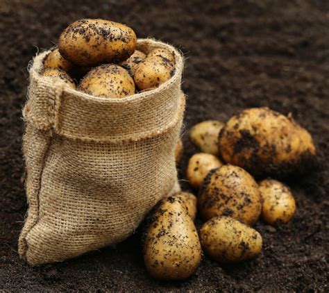 Premium Photo Newly Harvested Potatoes With Jute Bag