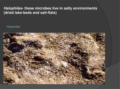 PPT - Marine Microbes PowerPoint Presentation, free download - ID:2373109