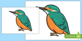 Kingfisher Themed Classroom Signs Primary Resources Classroom