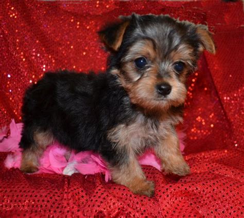 Xmas teacup yorkie puppies for adoption