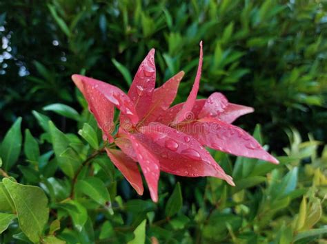 Orvalho Sobre Folhas Vermelhas De Tiro Da Planta Pucuk Merah Ou