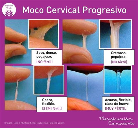 M Todo De Billings O Del Moco Cervical Mamaingeniera