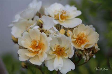 Rosa helenae 'Hybrida'