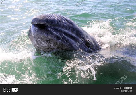 Baby Gray Whale Face Image & Photo (Free Trial) | Bigstock