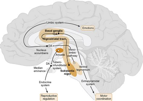 Parkinsons Disease Pathway