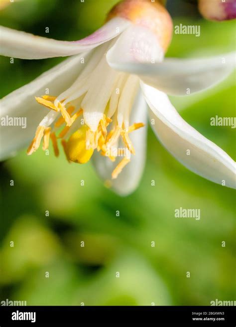 Lemon tree flowers hi-res stock photography and images - Alamy