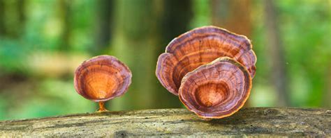 Are Mushrooms A Plant? Understanding The Classification - Natures Rise