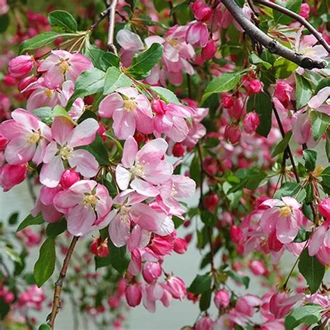 Dwarf Weeping Crabapple Tree Social Sale And Product Highlight