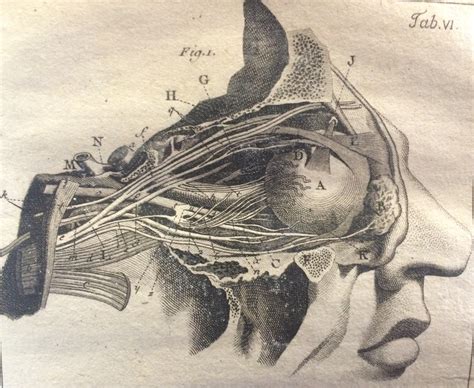 Anatomy Of The Eye Drawing at GetDrawings | Free download