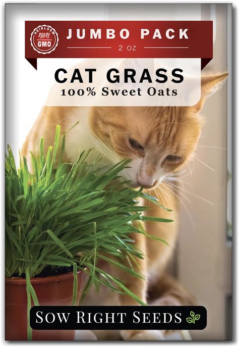 Sow Right Seeds Bulk Cat Grass Seed For Planting 100 Sweet Oats 2 Ounce