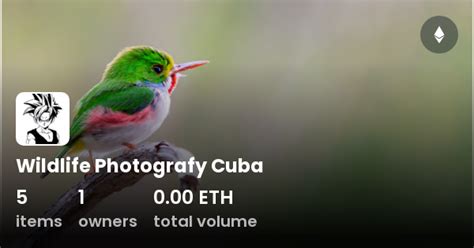 Wildlife Photografy Cuba - Collection | OpenSea