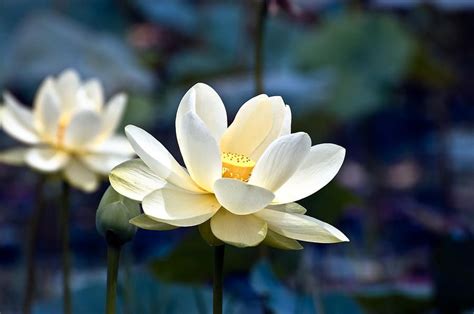 Enchanting Lotus By Rich Leighton In 2020 Yellow Wildflowers Evening