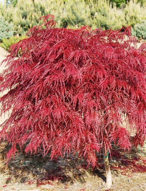 Crimson Queen Japanese Maple | | Fort Wayne Trees