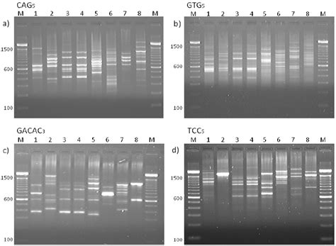 Pcr Fingerprinting Of Fungal Strains With Different Primers M