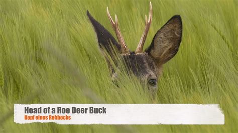 Head Of A Roe Deer Capreolus Capreolus Buck Kopf Eines Rehbocks