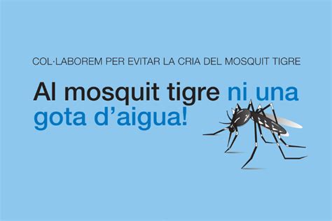 Comença una nova campanya per evitar la cria del mosquit tigre