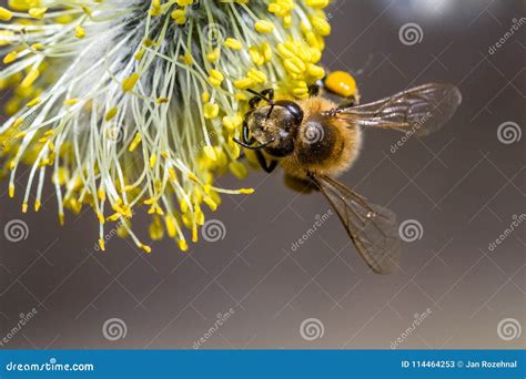 O Mellifera Dos Apis Da Abelha Do Mel Que Poliniza A Flor Amarela Da