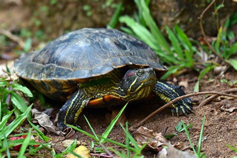 Popular Pets Red Eared Sliders Are A Threat To India S Aquatic