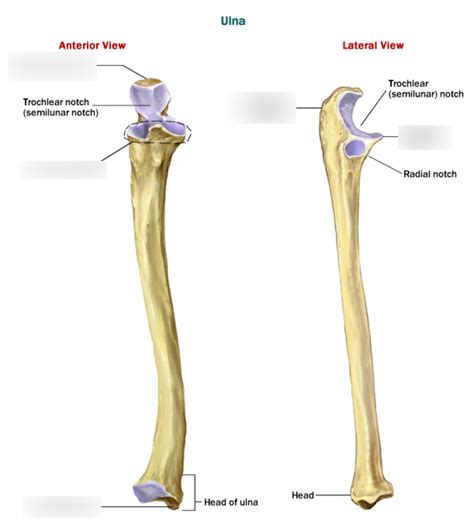 Ulna Diagram Quizlet