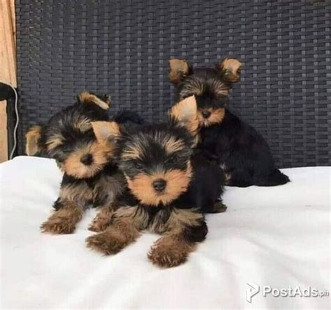 Yorkshire Terrier Puppies Postads Ph