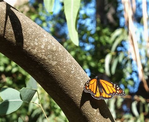 Santa Cruz: Natural Bridges & Monarch Butterflies | C I T I N E R A R I E S