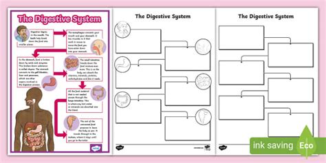 Digestive System Flowchart Display Poster And Activity Pack