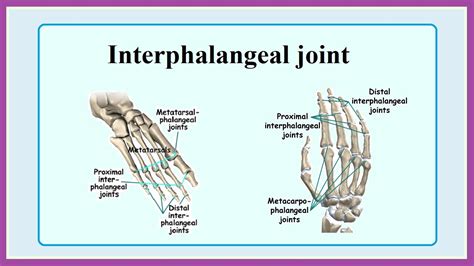 Distal Interphalangeal Joint