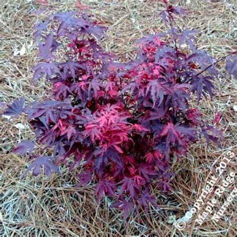 17 Of The Best Dwarf Japanese Maple Varieties Gardeners Path