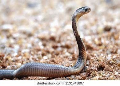 63 Snake venom glands Images, Stock Photos & Vectors | Shutterstock