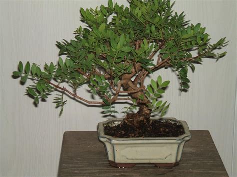 Evergreen Bonsai Trees | Bonsai Tree Gardener