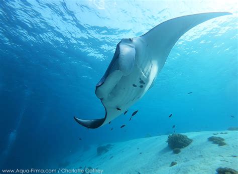 Manta Ray Facts From Our Manta Research And Photography Teams